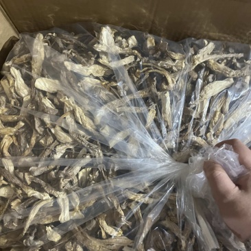 鹿茸菇可地摊商超餐饮可视频看货现货供应