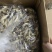鹿茸菇可地摊商超餐饮可视频看货现货供应