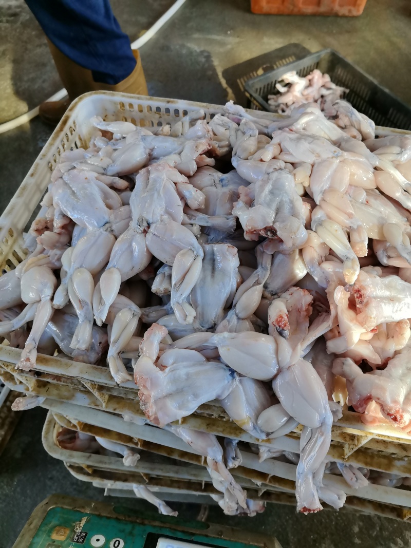 新鲜宰杀牛蛙，蛙腿，速冻牛蛙，一手货源，餐饮，冻品批发