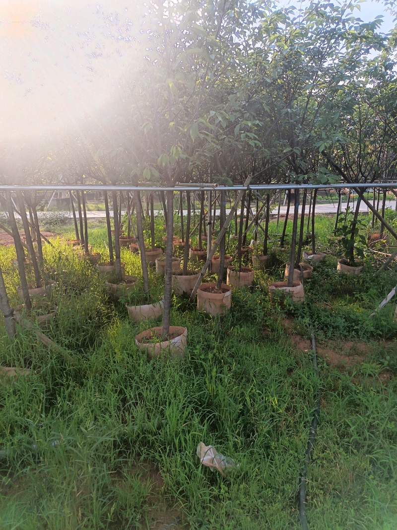 樱花，5-6-7公分，普宁苗木基地直供