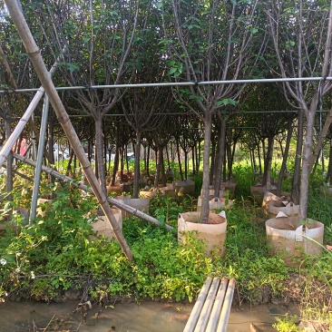 樱花，5-6-7公分，普宁苗木基地直供