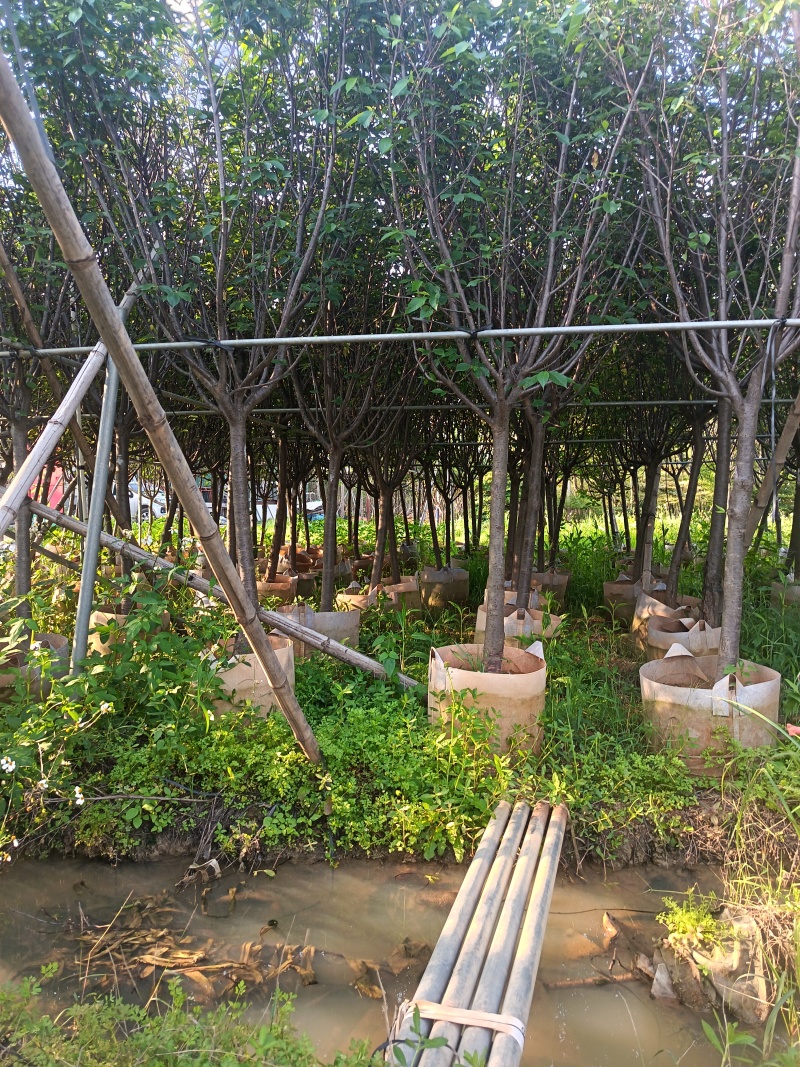 樱花，5-6-7公分，普宁苗木基地直供