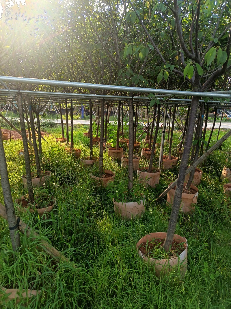 樱花，5-6-7公分，普宁苗木基地直供