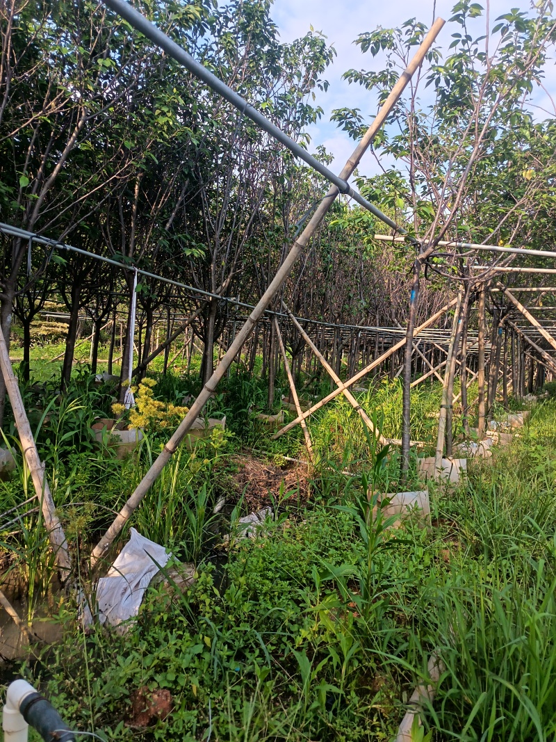 樱花，5-6-7公分，普宁苗木基地直供