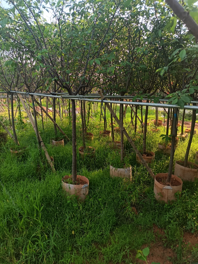 樱花，5-6-7公分，普宁苗木基地直供