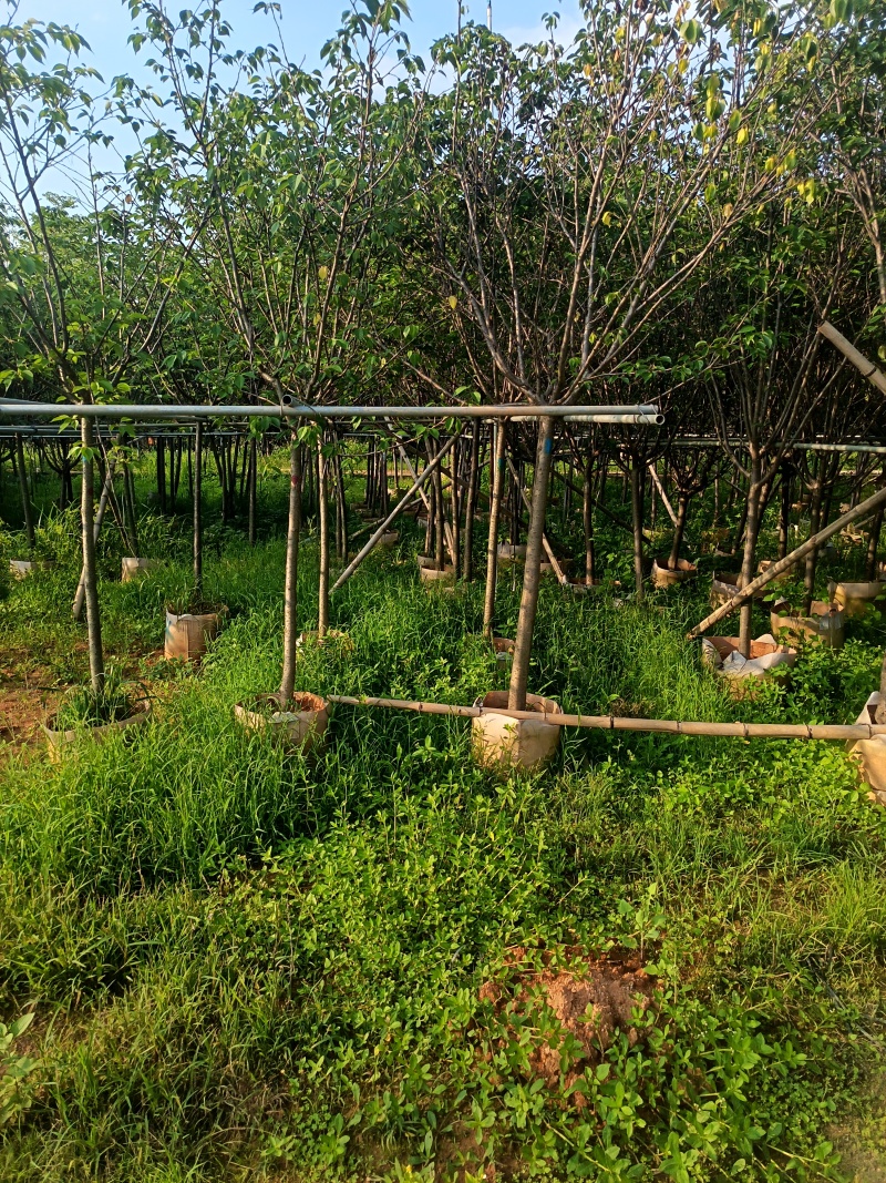 樱花，5-6-7公分，普宁苗木基地直供