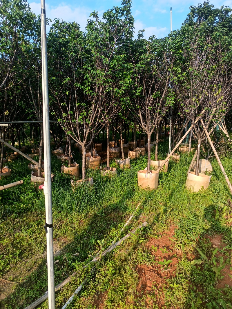 樱花，5-6-7公分，普宁苗木基地直供