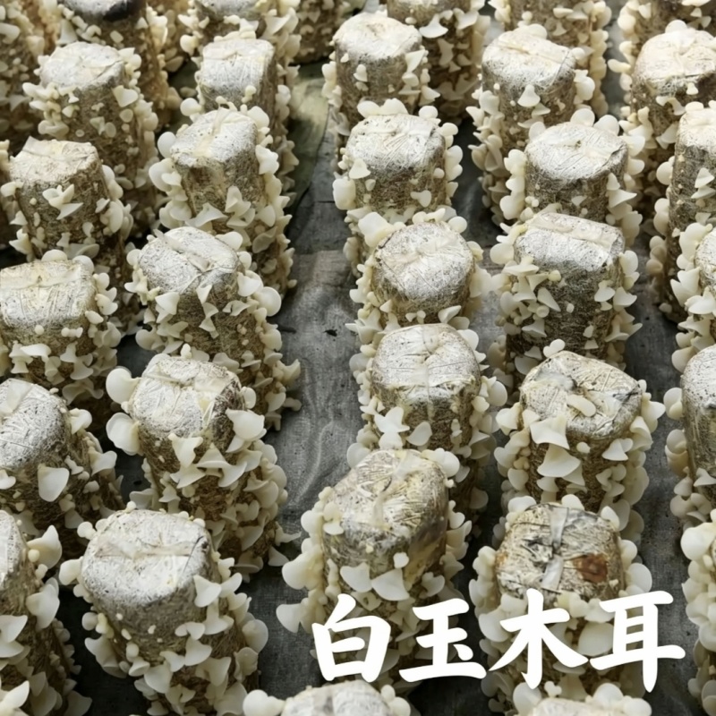 2026白玉木耳干货批发山东鱼台县产地直供一手货源