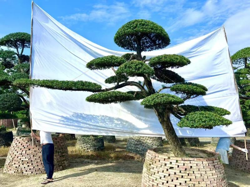 自家苗圃造型罗汉松矮桩造型罗汉松罗汉松盆景量大从优