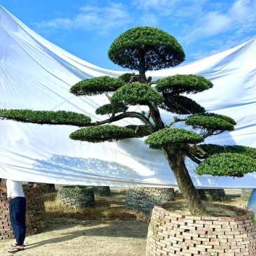 自家苗圃造型罗汉松矮桩造型罗汉松罗汉松盆景量大从优