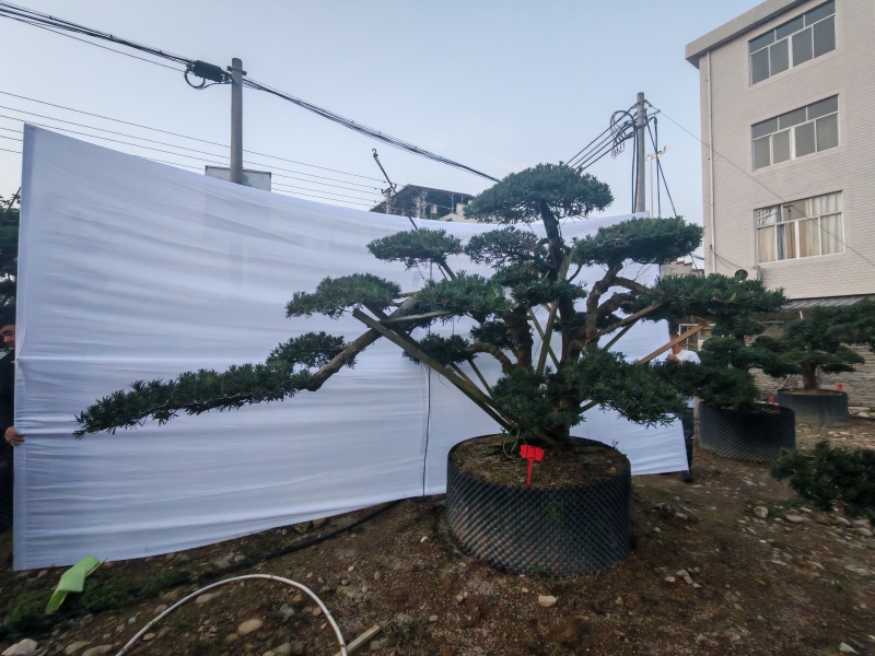 自家苗圃造型罗汉松矮桩造型罗汉松罗汉松盆景量大从优