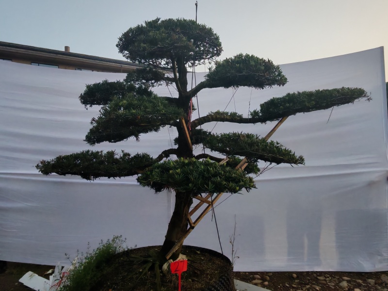 自家苗圃造型罗汉松矮桩造型罗汉松罗汉松盆景量大从优