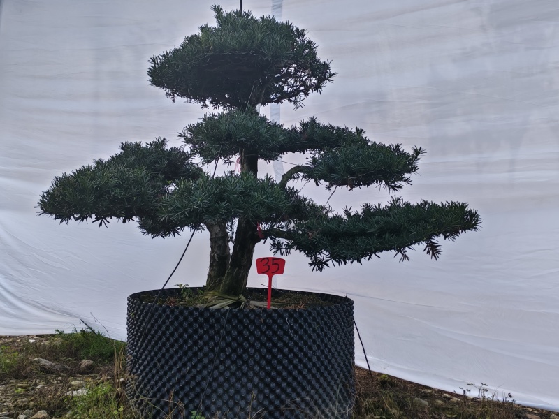 自家苗圃造型罗汉松矮桩造型罗汉松罗汉松盆景量大从优