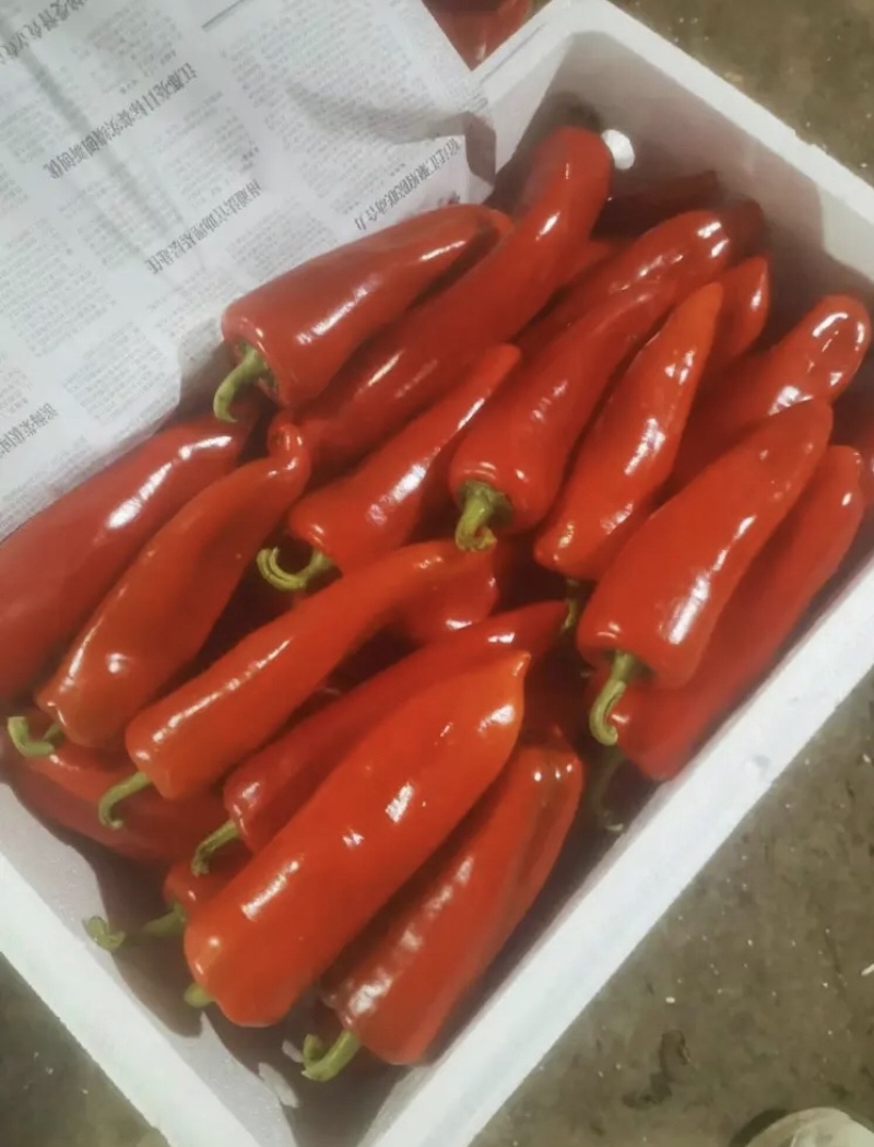 江苏精品红椒基地直发量大从优可视频看货