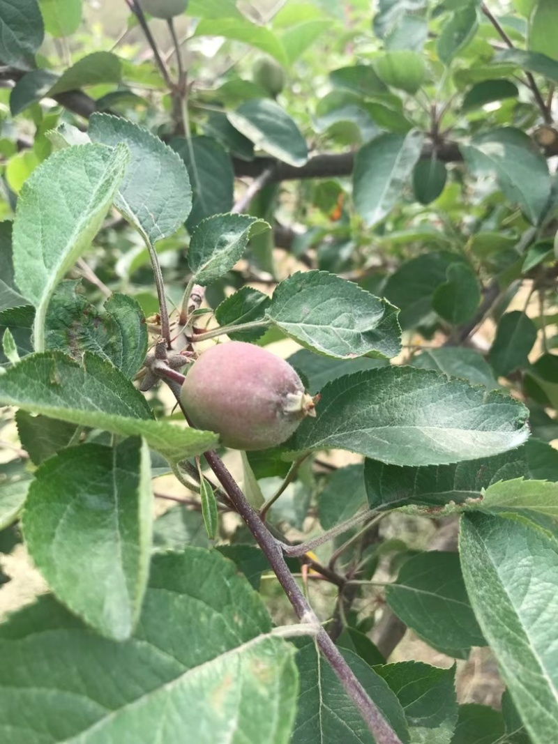 自己种植水果，寻找长期合作经销商