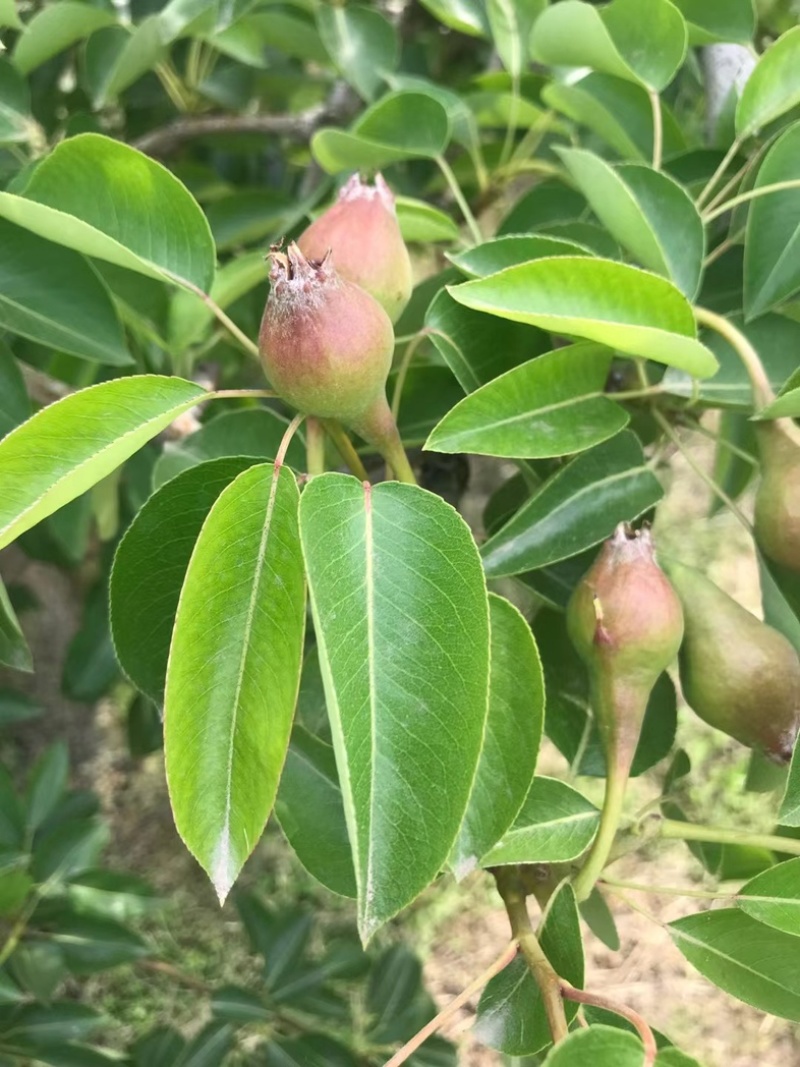 自己种植水果，寻找长期合作经销商