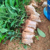 供优质肉桂一年营养杯苗