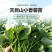 天目山小香薯苗（馨香）