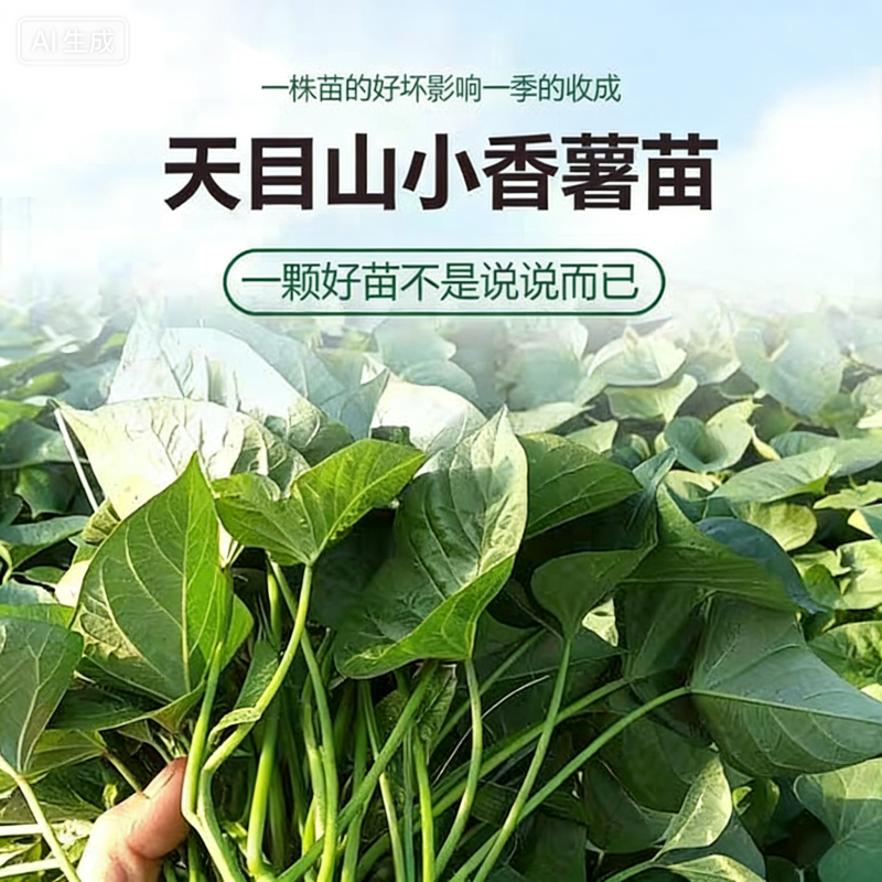 天目山小香薯苗（馨香）