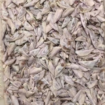 饲料鸡翅尖