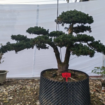 造型松盆景罗汉松基地直供自家苗圃价格实惠联系订