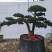 造型松盆景罗汉松基地直供自家苗圃价格实惠联系订