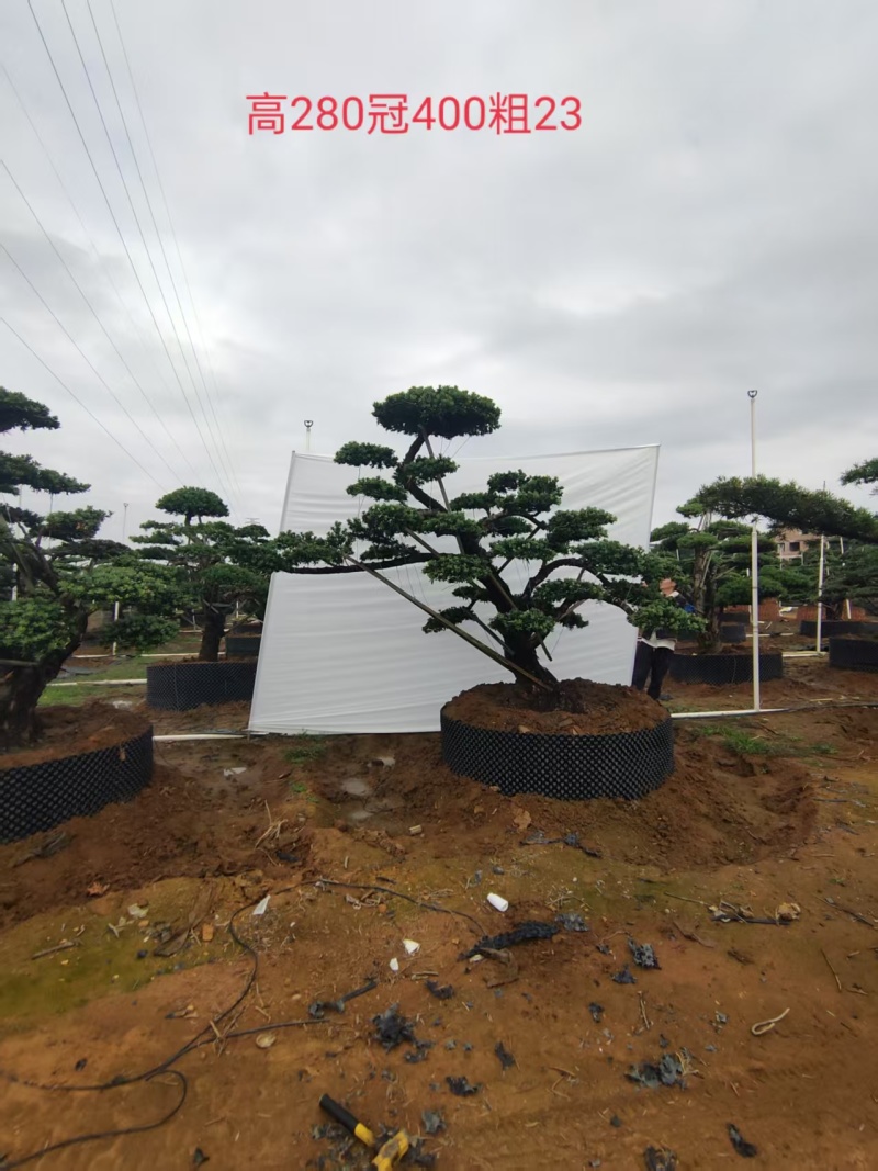 造型松盆景罗汉松基地直供自家苗圃价格实惠联系订