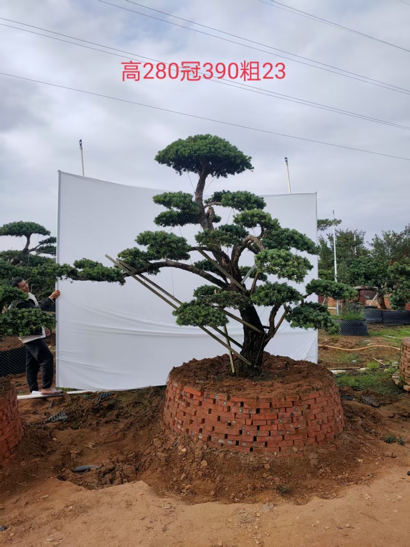 造型松盆景罗汉松基地直供自家苗圃价格实惠联系订