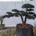 造型松盆景罗汉松基地直供自家苗圃价格实惠联系订