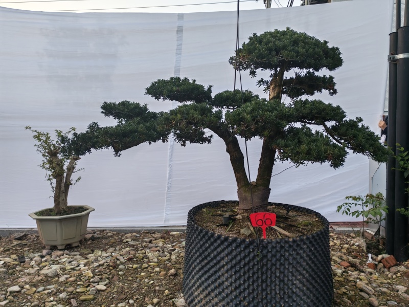 造型松盆景罗汉松基地直供自家苗圃价格实惠联系订
