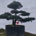 造型松盆景罗汉松基地直供自家苗圃价格实惠联系订