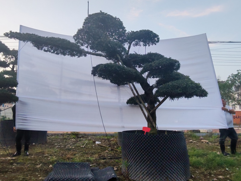 造型松盆景罗汉松基地直供自家苗圃价格实惠联系订