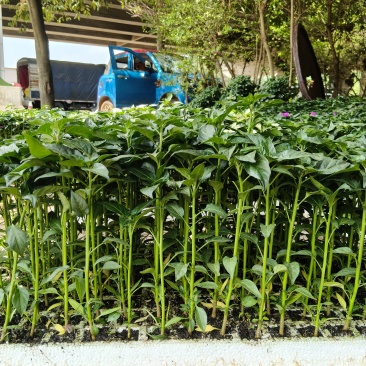 小米辣苗（富乔4号/长把滇妍红）