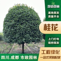 桂花大小规格齐全产地直销品种优良成活率高