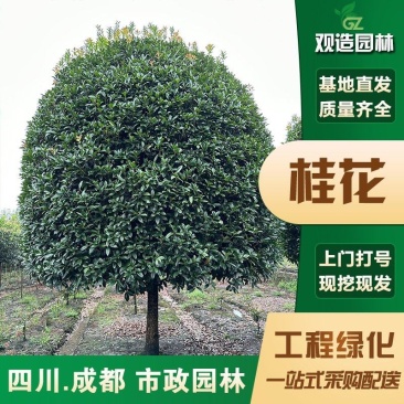 桂花大小规格齐全产地直销品种优良成活率高