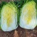 甘肃高原夏菜质量好颜色正