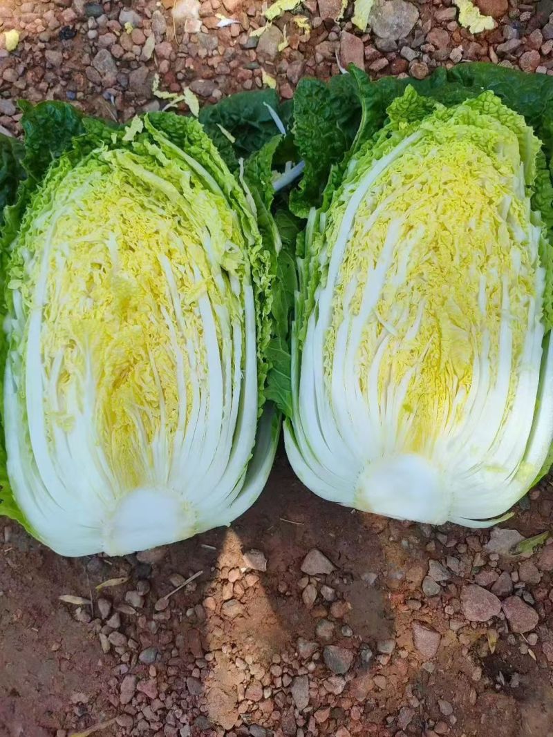 甘肃高原夏菜质量好颜色正