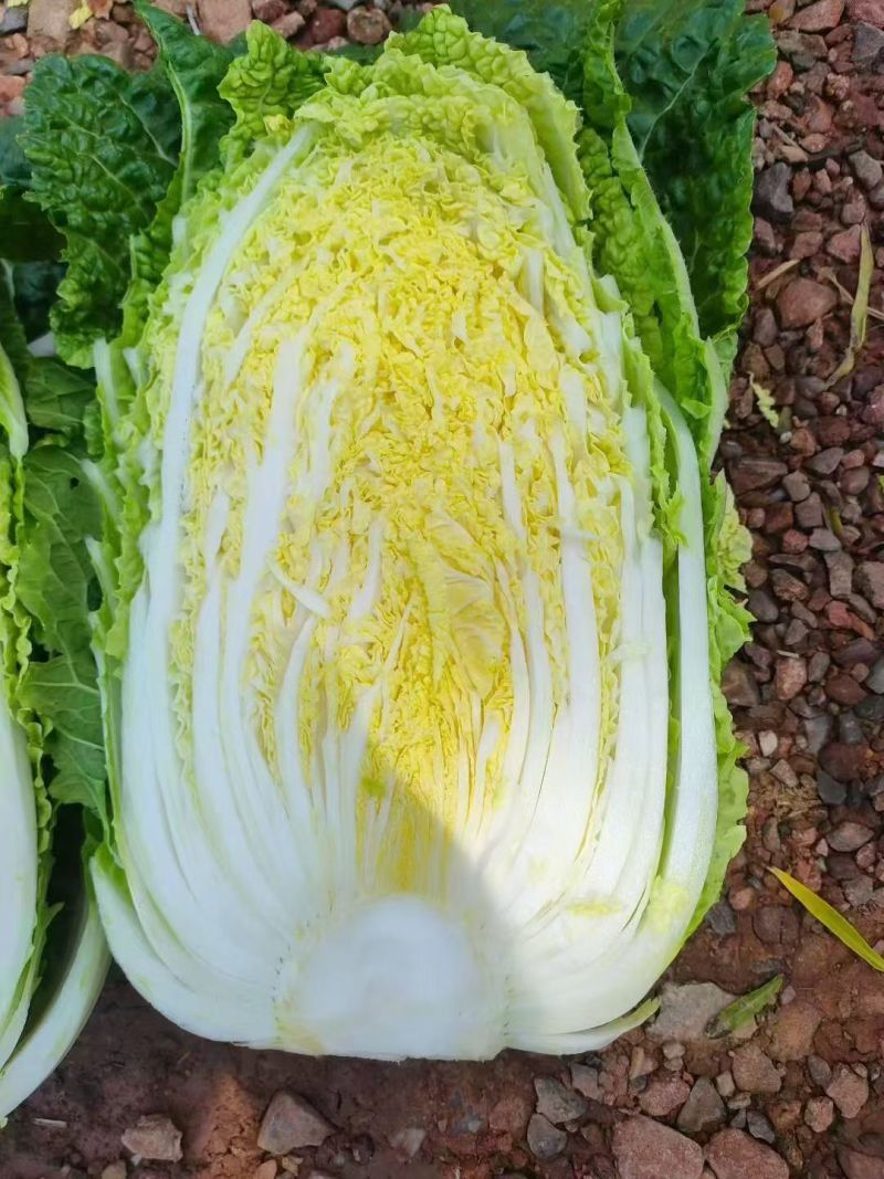 甘肃高原夏菜质量好颜色正