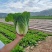 甘肃高原夏菜质量好颜色正