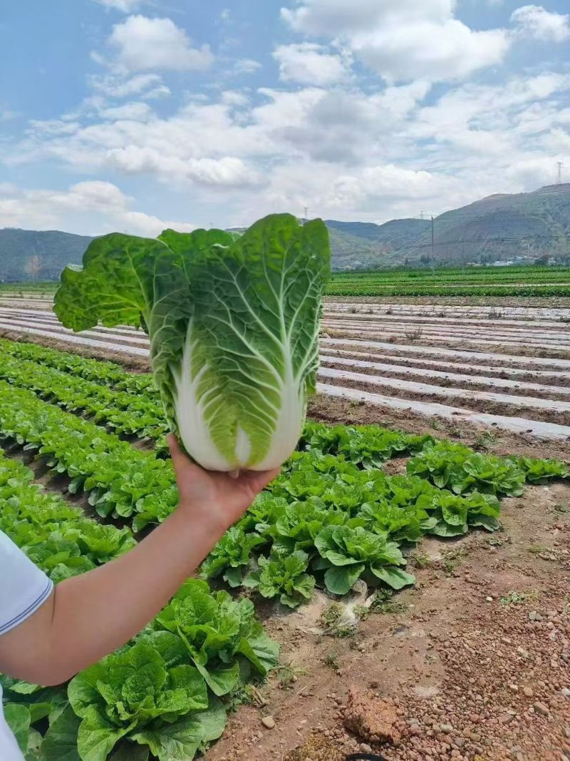 甘肃高原夏菜质量好颜色正