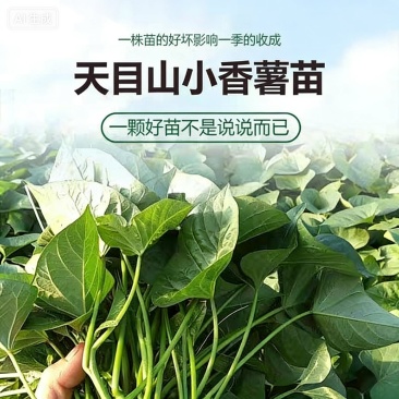 天目山小香薯苗（馨香）