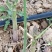 芦笋