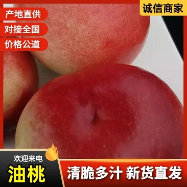 南阳油桃新鲜上市一手货源基地直发对接市场档口