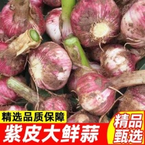 紫皮大蒜蒜头湿蒜头新鲜蒜头大量供应可视频看货