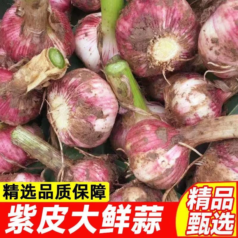 紫皮大蒜蒜头湿蒜头新鲜蒜头大量供应可视频看货