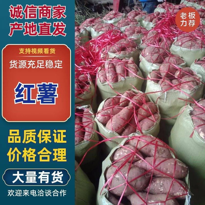 商暑19，精品商暑，现挖现发欢迎咨询采购！