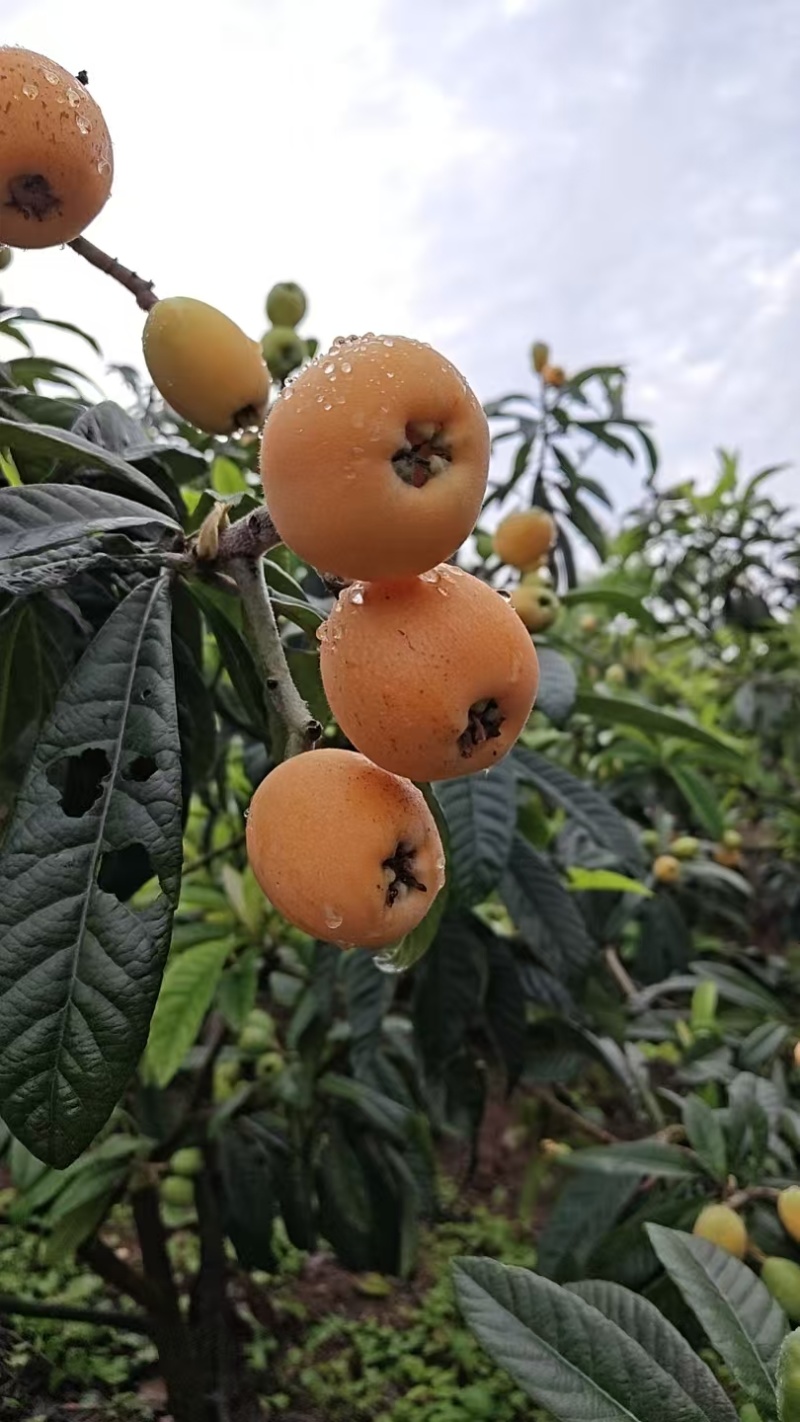 枇杷