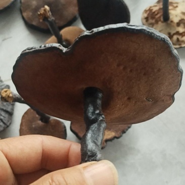 野生灵芝质量保证诚信经营欢迎咨询