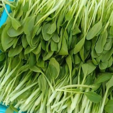 鸡毛菜毛毛菜长期大量供应