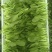 鸡毛菜毛毛菜长期大量供应